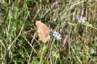 Polygonia c-album