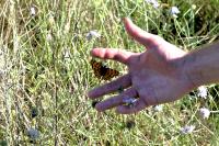 Polygonia c-album