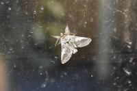 Diloba caeruleocephala