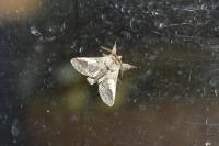 Diloba caeruleocephala