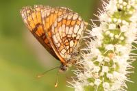 Melitaea parthenoides