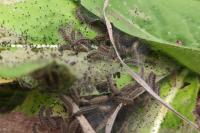 Euphydryas aurinia