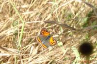 Lycaena phlaeas