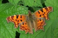 Polygonia c-album