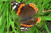 Vanessa atalanta