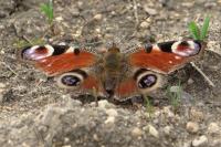 Aglais io