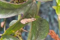 Esperia sulphurella
