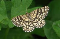 Chiasmia clathrata