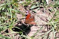 Aglais io