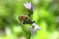Anthocharis cardamines
