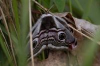 Saturnia pavonia