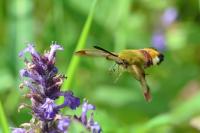 Hemaris fuciformis