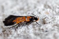 Schiffermuelleria schaefferella