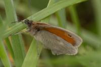 Coenonympha pamphilus