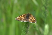 Melitaea cinxia