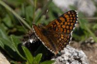 Melitaea cinxia
