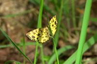 Pseudopanthera macularia