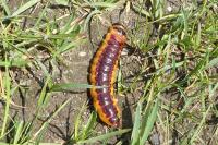 Cossus cossus