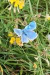 Lysandra bellargus