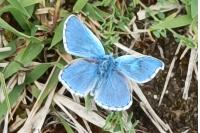 Lysandra bellargus