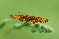Boloria selene