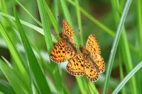 Boloria selene