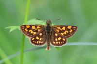 Carterocephalus palaemon