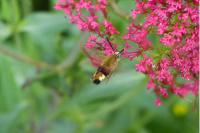 Hemaris fuciformis