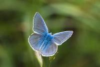 Polyommatus icarus