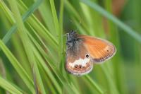 Coenonympha arcania