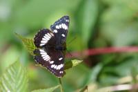 Limenitis reducta