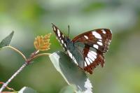 Limenitis reducta