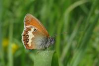 Coenonympha arcania