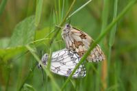 Melanargia galathea