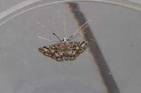 Elophila nymphaeata