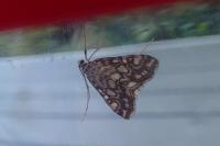 Elophila nymphaeata
