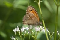 Maniola jurtina
