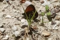 Coenonympha arcania