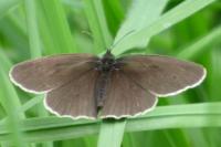 Aphantopus hyperantus