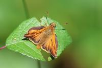 Ochlodes sylvanus