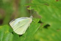 Pieris brassicae