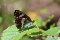 Limenitis camilla