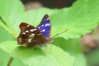 Apatura ilia