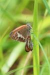 Coenonympha arcania