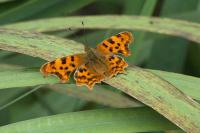 Polygonia c-album