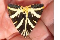 Euplagia quadripunctaria