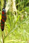 Zygaena filipendulae