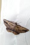 Menophra abruptaria