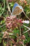 Lysandra bellargus