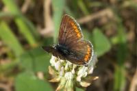 Aricia agestis